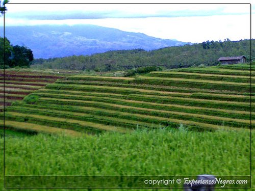 don salvador rice terraces