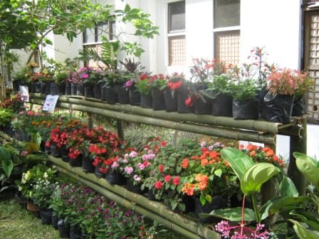 dsb flowers