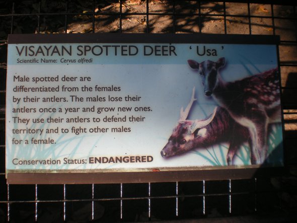 visayan spotted deer, conservation, biodiversity, negros occidental