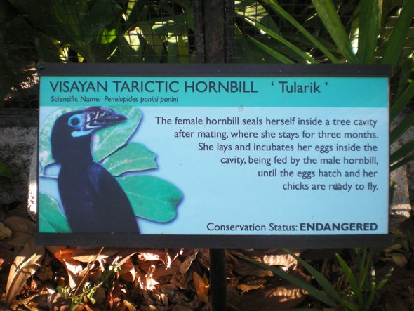 visayan tarictic hornbill poster visayan tarictic hornbill, negros occidental