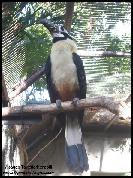 visayan tarictic hornbill visayan tarictic hornbill, biodiversity, conservation, negros occidental