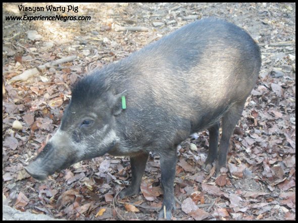 visayan warty pig, conservation, biodiversity, negros occidental