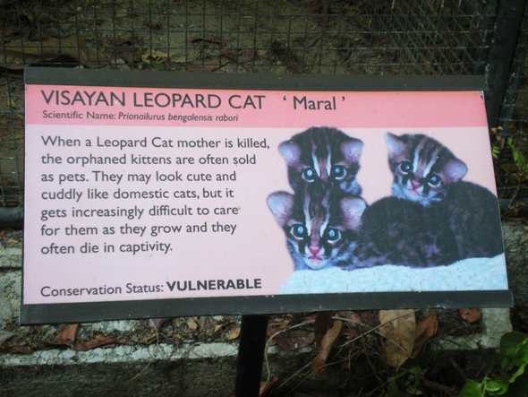 visayan leopard cat, nfefi, biodiversity, conservation, negros occidental