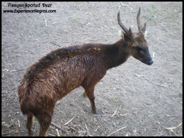 visayan spotted deer, conservation, biodiversity, negros occidental