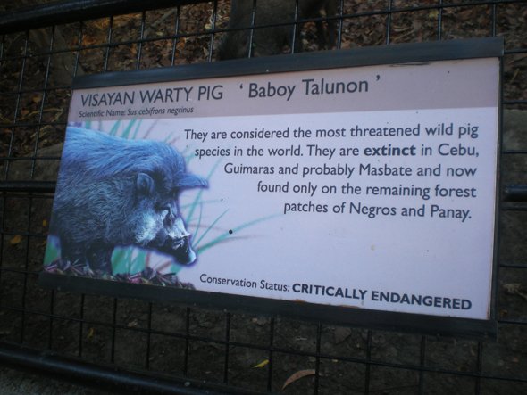 visayan warty pig info