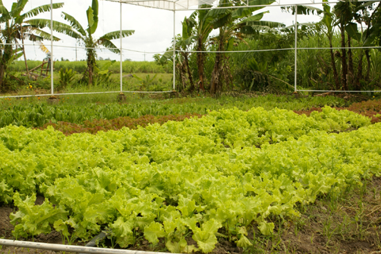 fresh star organic farms