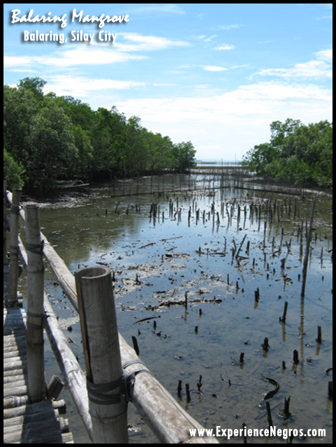 balaring mangrove