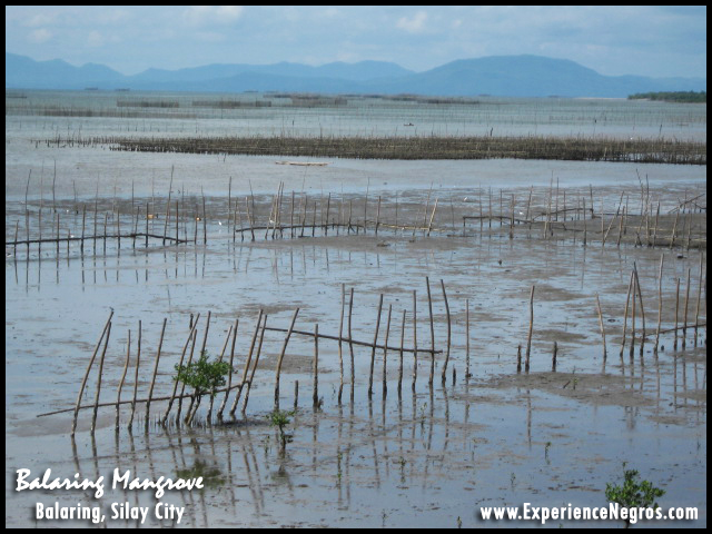 balaring mangrove