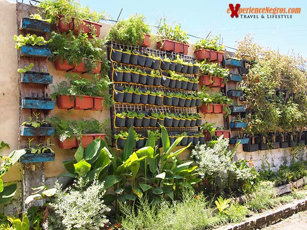 Vertical garden made from used materials.