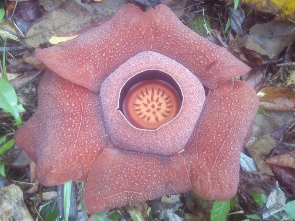 rafflesia in mt. kanlaon