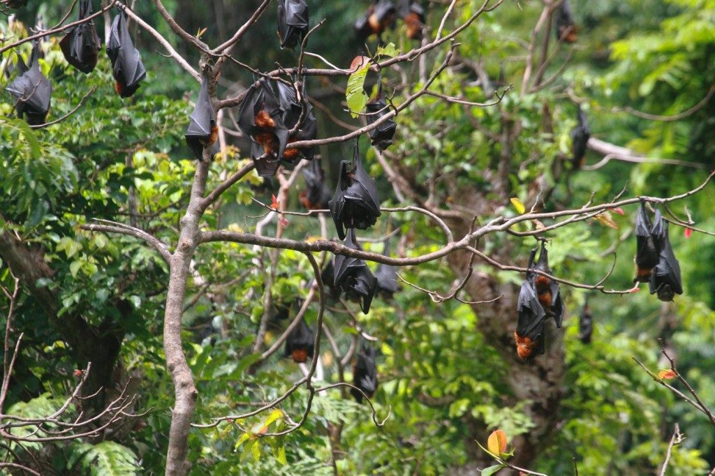 bats at mambukal
